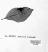 Puccinia coronata image